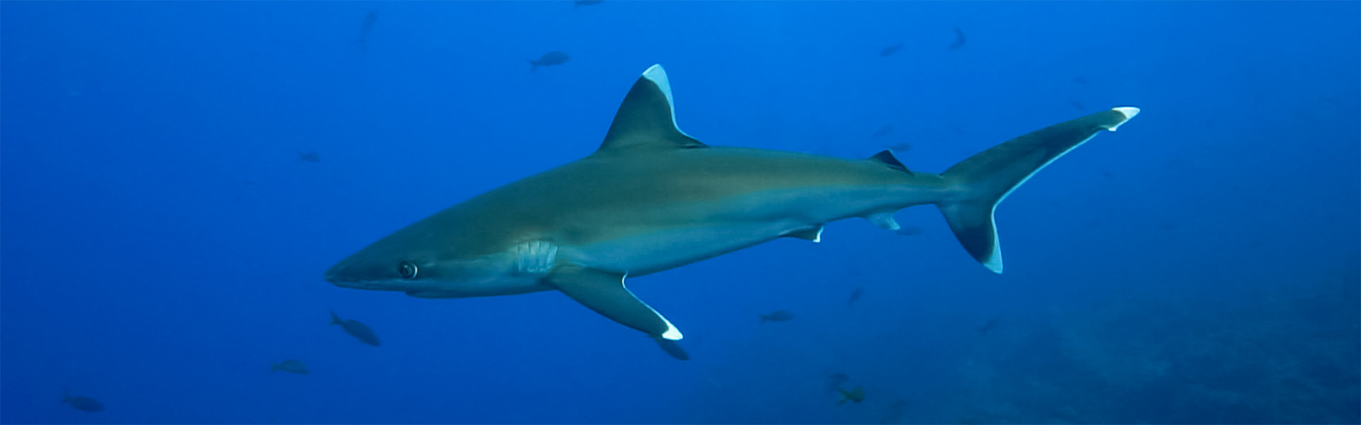 Silvertip Sharks: Unveiling the Mysteries of These Elegant Predators